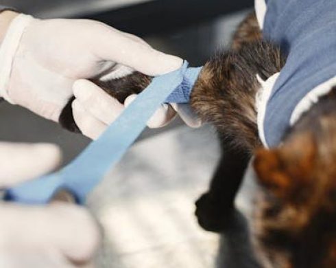 cirurgia veterinaria