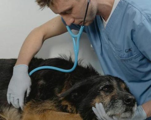 emergencia veterinaria