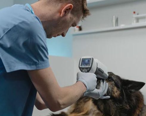 consulta veterinaria