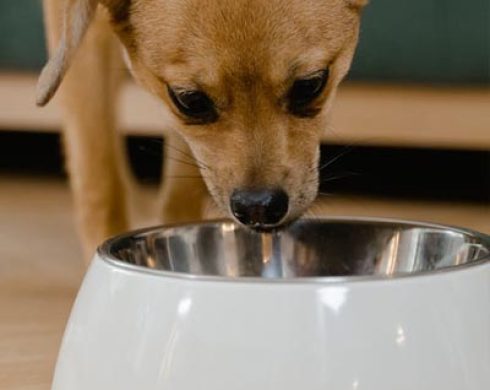 nutrição pet