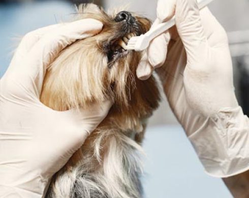 odontologia pet